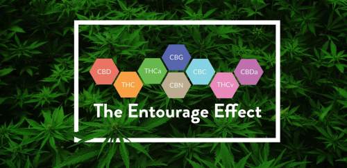 entourage-effect-featured_2106x